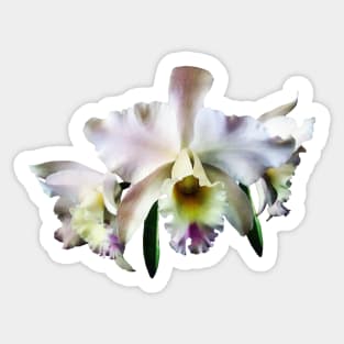 White Cattleya Orchids Sticker